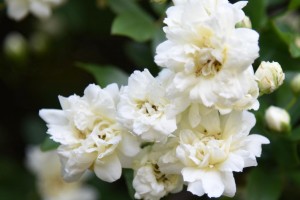 20170508　モッコウバラ（木香薔薇）の花 (3)